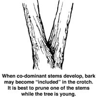 Illustration of co-dominant tree stems with included bark forming in the crotch